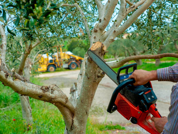 Best Tree Health Inspection  in Clearlake, CA